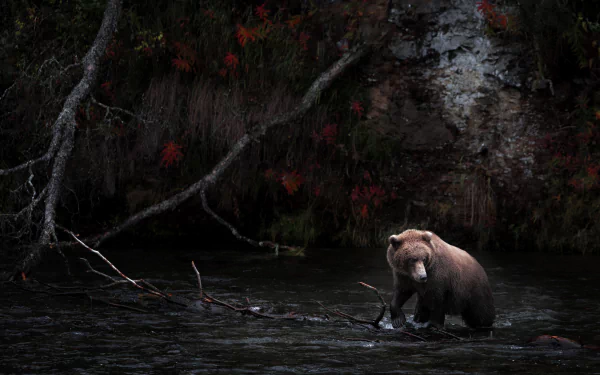 Animal bear HD Desktop Wallpaper | Background Image