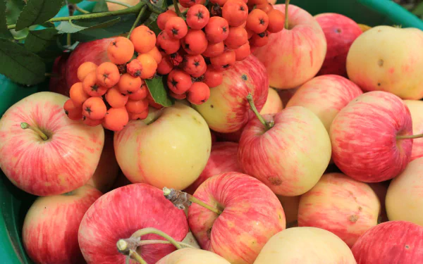 rowan fruit food apple HD Desktop Wallpaper | Background Image