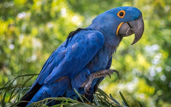 Animal Hyacinth Macaw Birds Parrots Bird Parrot HD Wallpaper | Background Image
