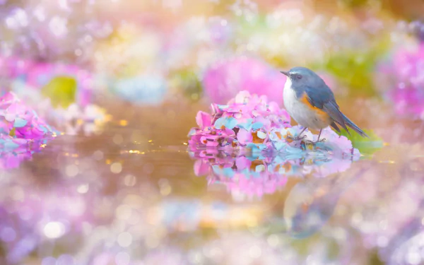 reflection hydrangea passerine bird flower Animal bluebird HD Desktop Wallpaper | Background Image