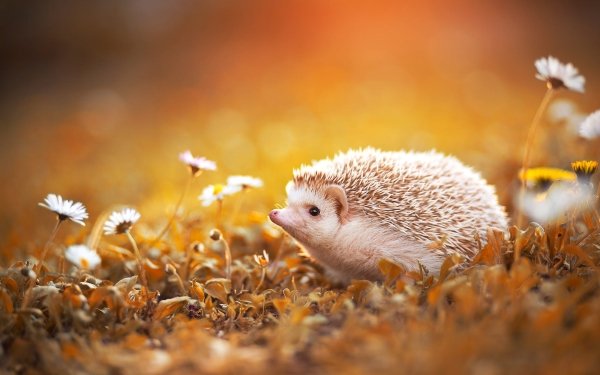 160+ Hedgehog HD Wallpapers | Background Images