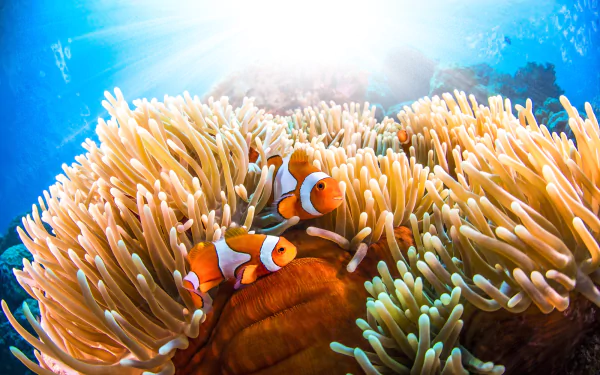 sea anemone sea life underwater fish Animal clownfish HD Desktop Wallpaper | Background Image