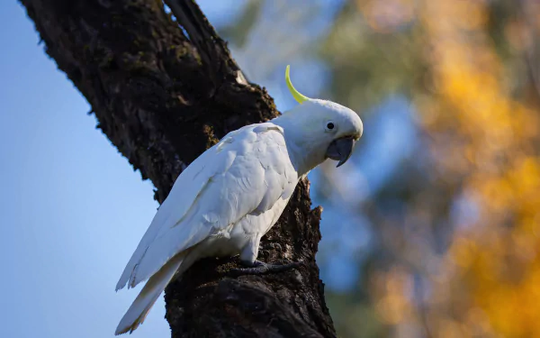 Sulphur-crested cockatoo parrot bird perched on a tree branch against a blurred blue and golden background — HD PC desktop wallpaper.