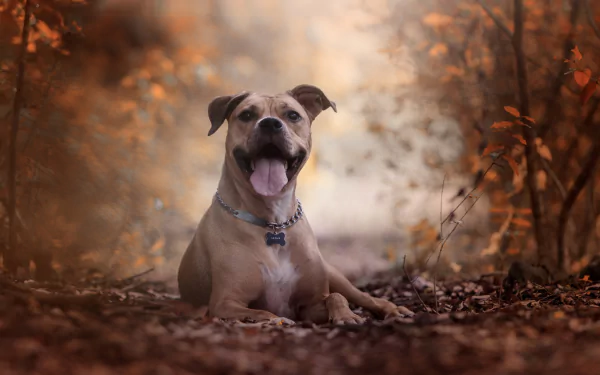 depth of field dog Animal american pit bull terrier HD Desktop Wallpaper | Background Image