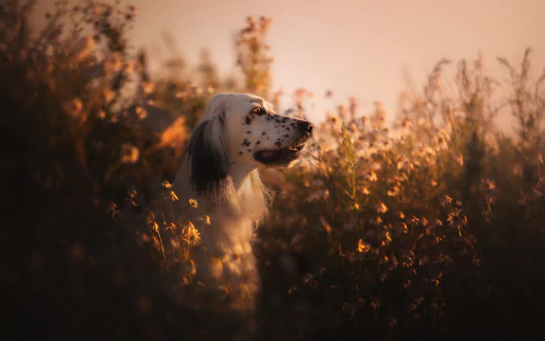 english setter Animal dog HD Desktop Wallpaper | Background Image