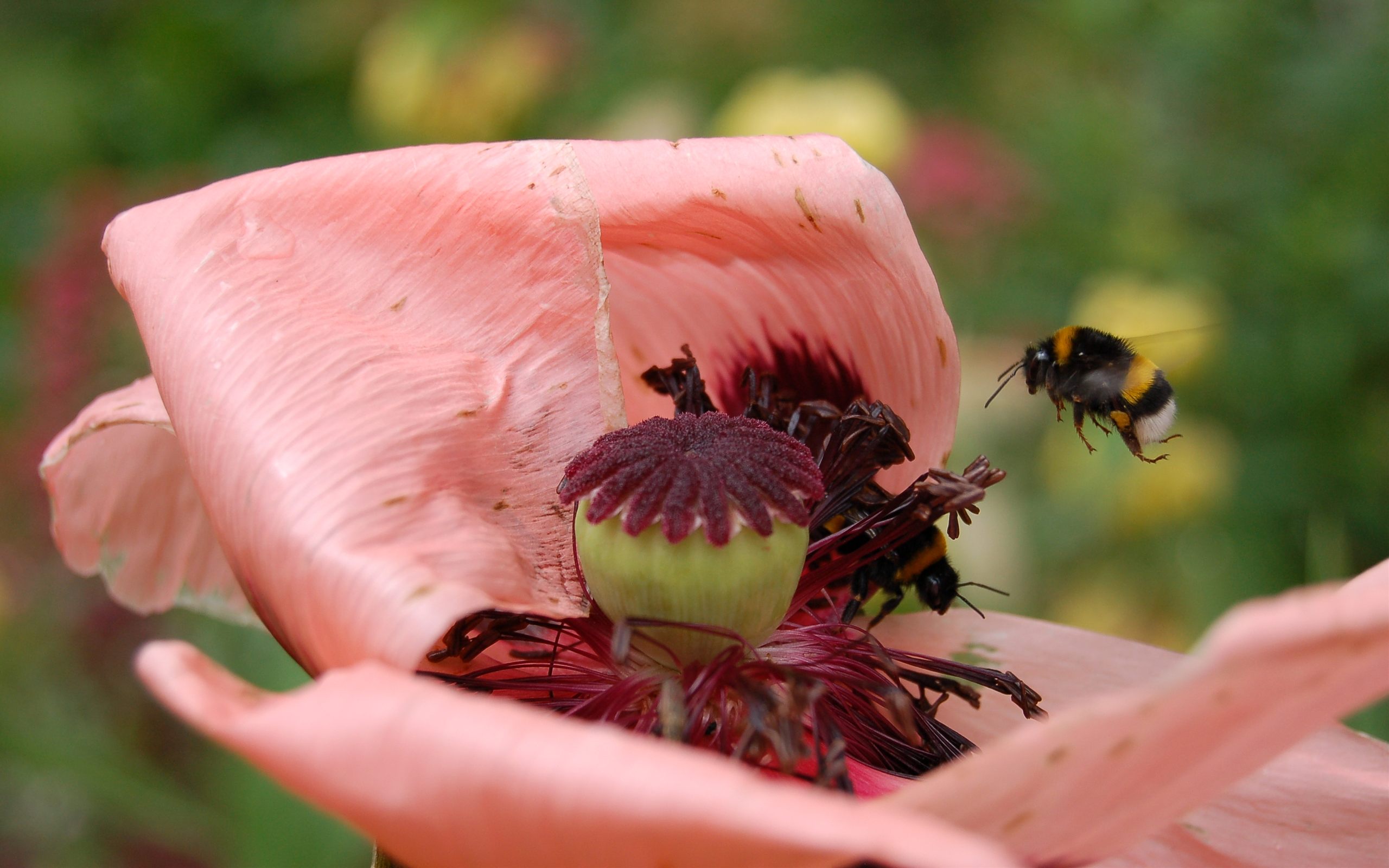 Bee gathering nectar from a colorful flower.