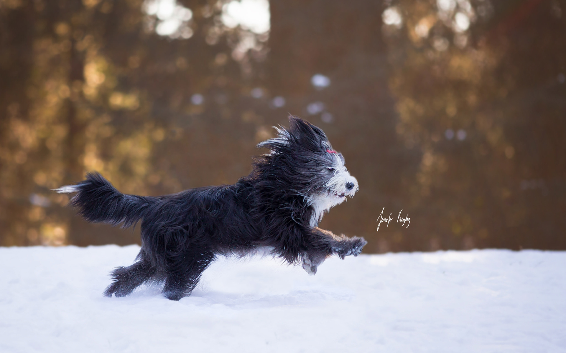 Animal Dog HD Wallpaper | Background Image