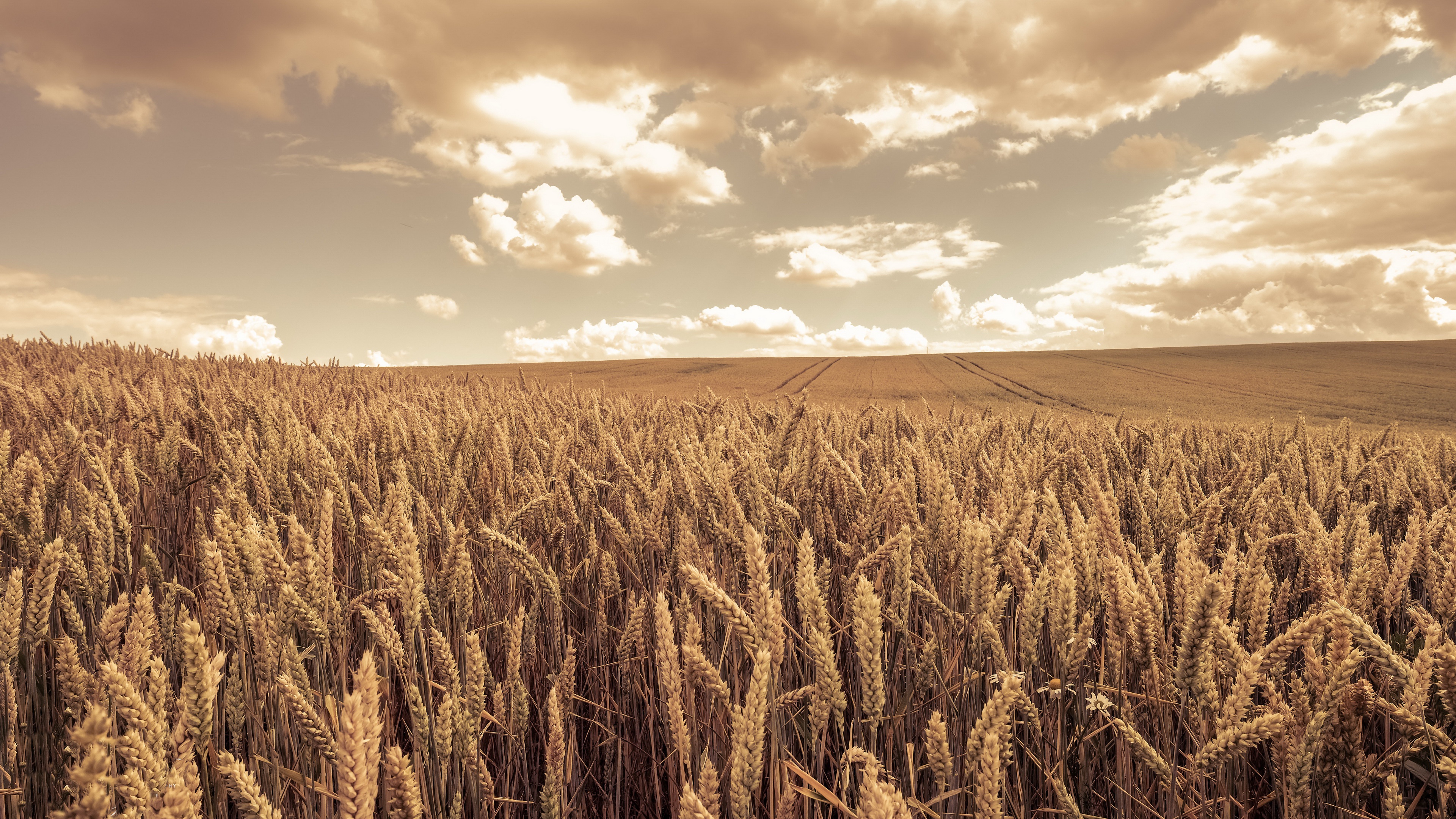 Download Summer Field Nature Wheat 4k Ultra HD Wallpaper