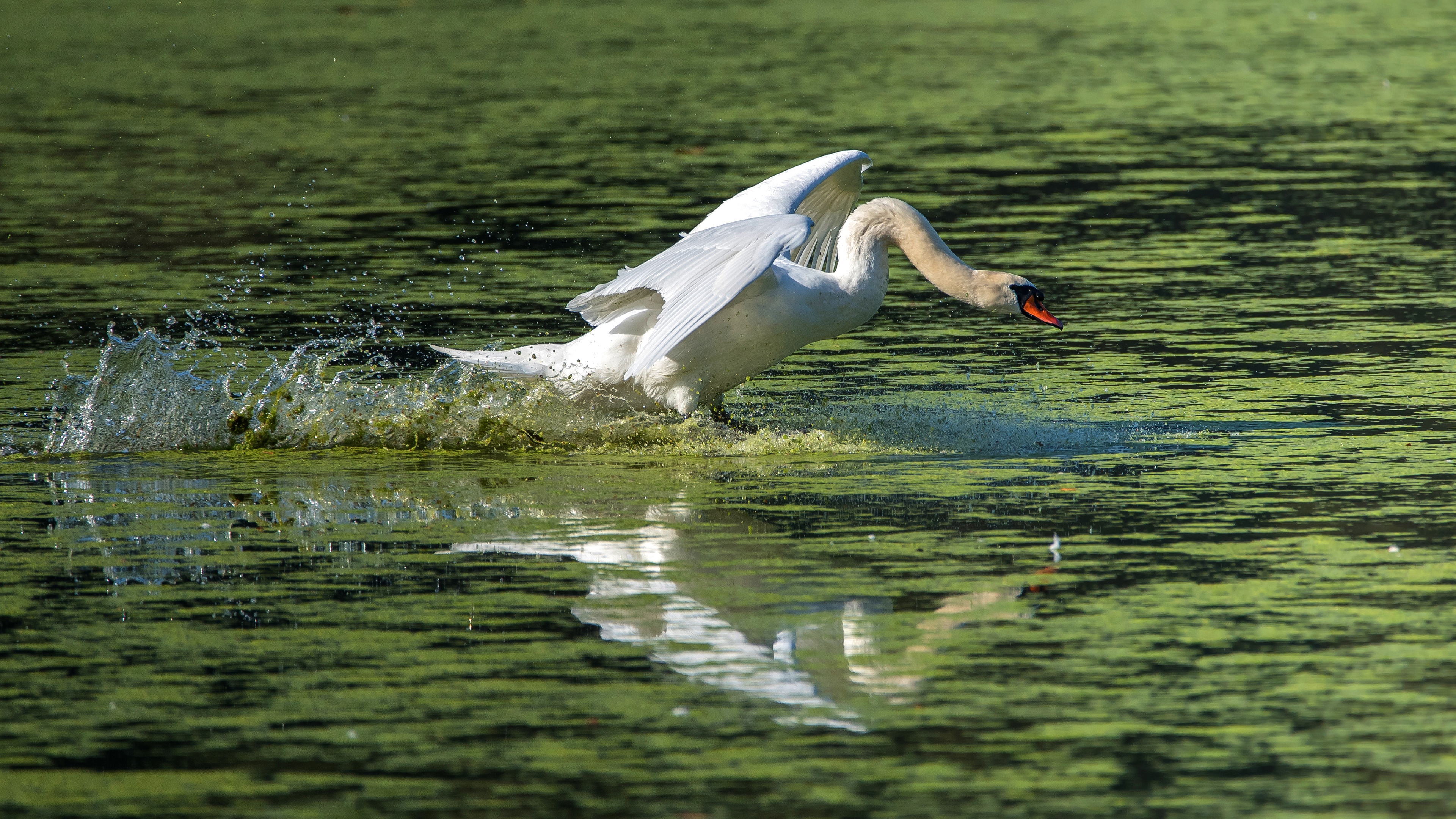 Mute Swan 4k Ultra HD Wallpaper | Background Image | 3840x2160