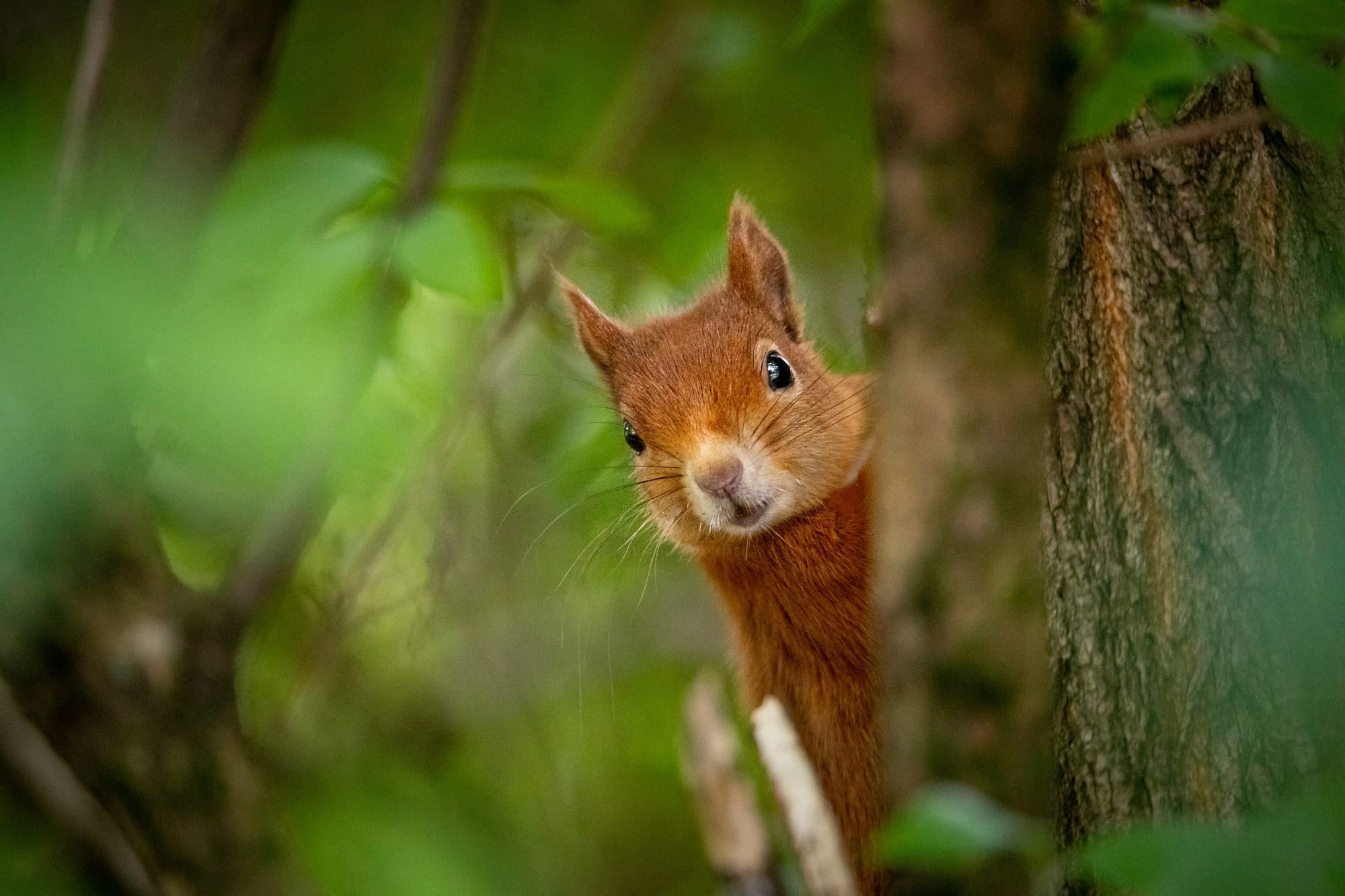 Squirrel Background Download Rodent Animal Squirrel HD Wallpaper