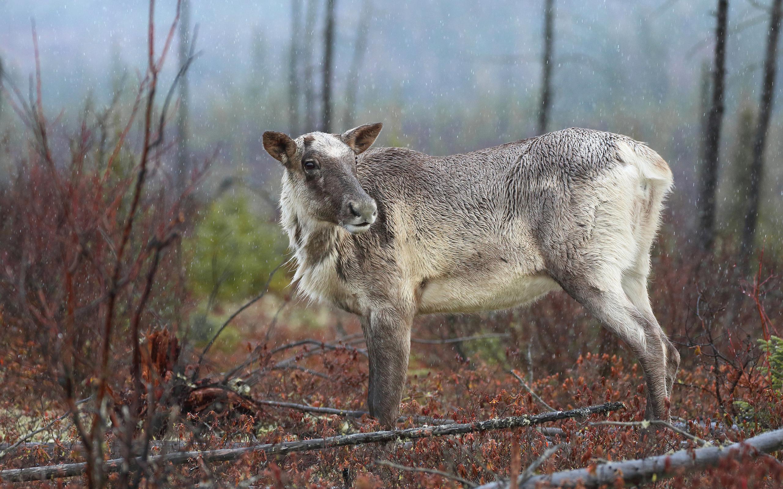 Animal Caribou HD Wallpaper | Background Image