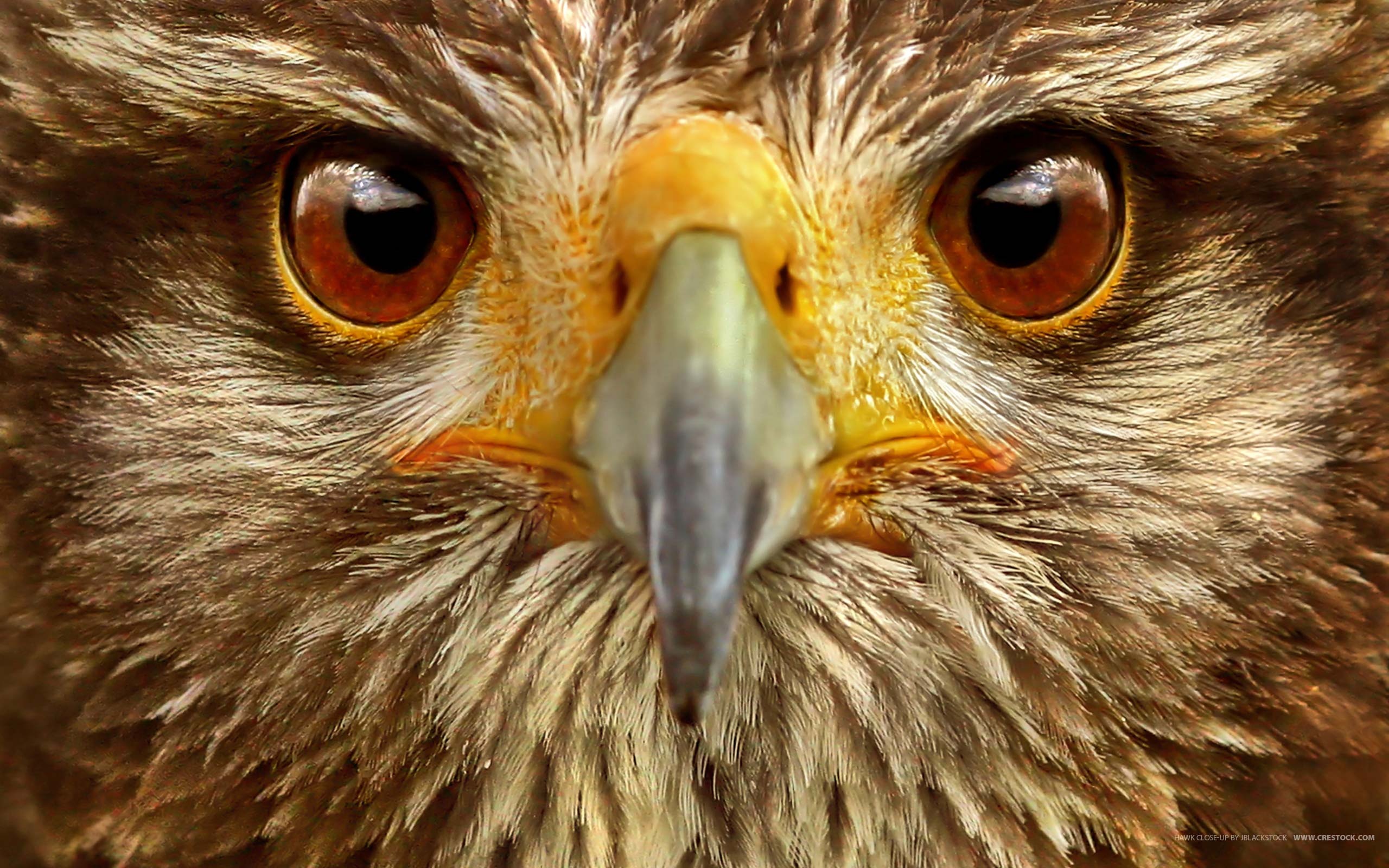 Animal Hawk HD Wallpaper | Background Image