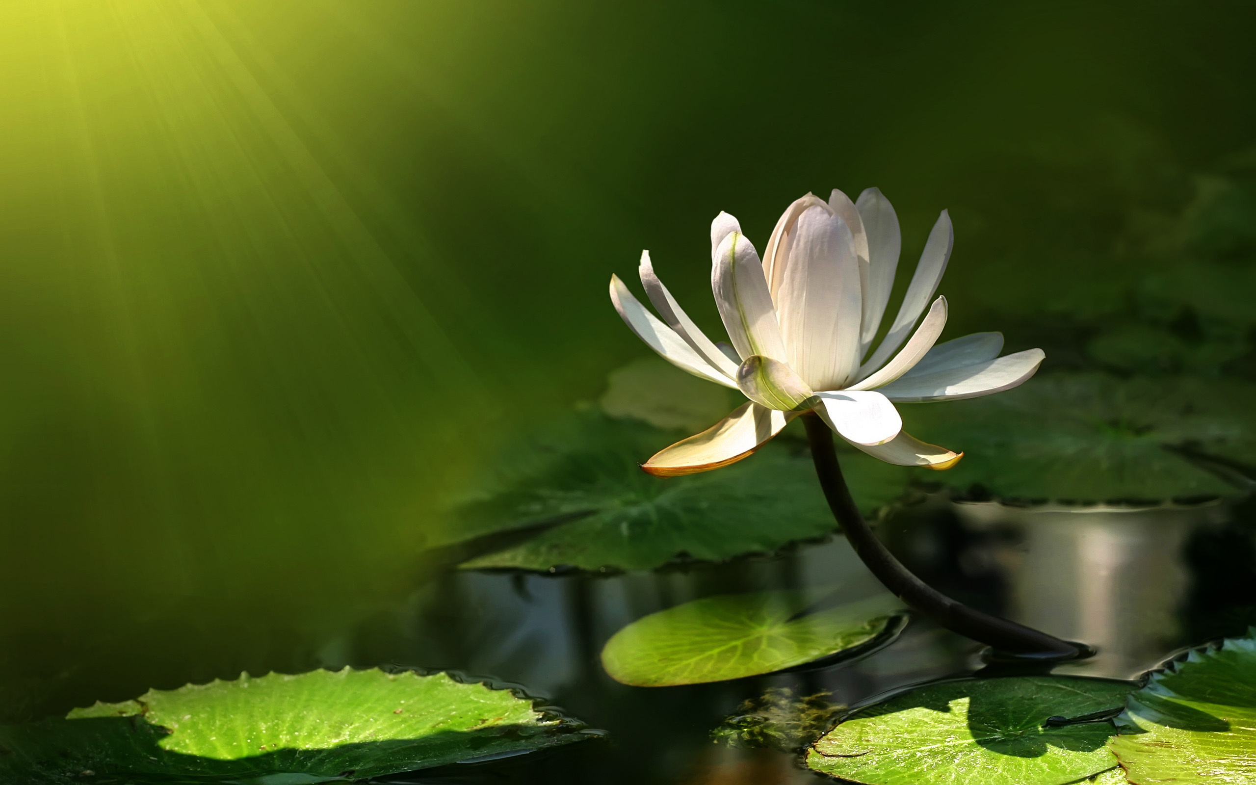 Nature's beauty captured in a vibrant water lily flower.
