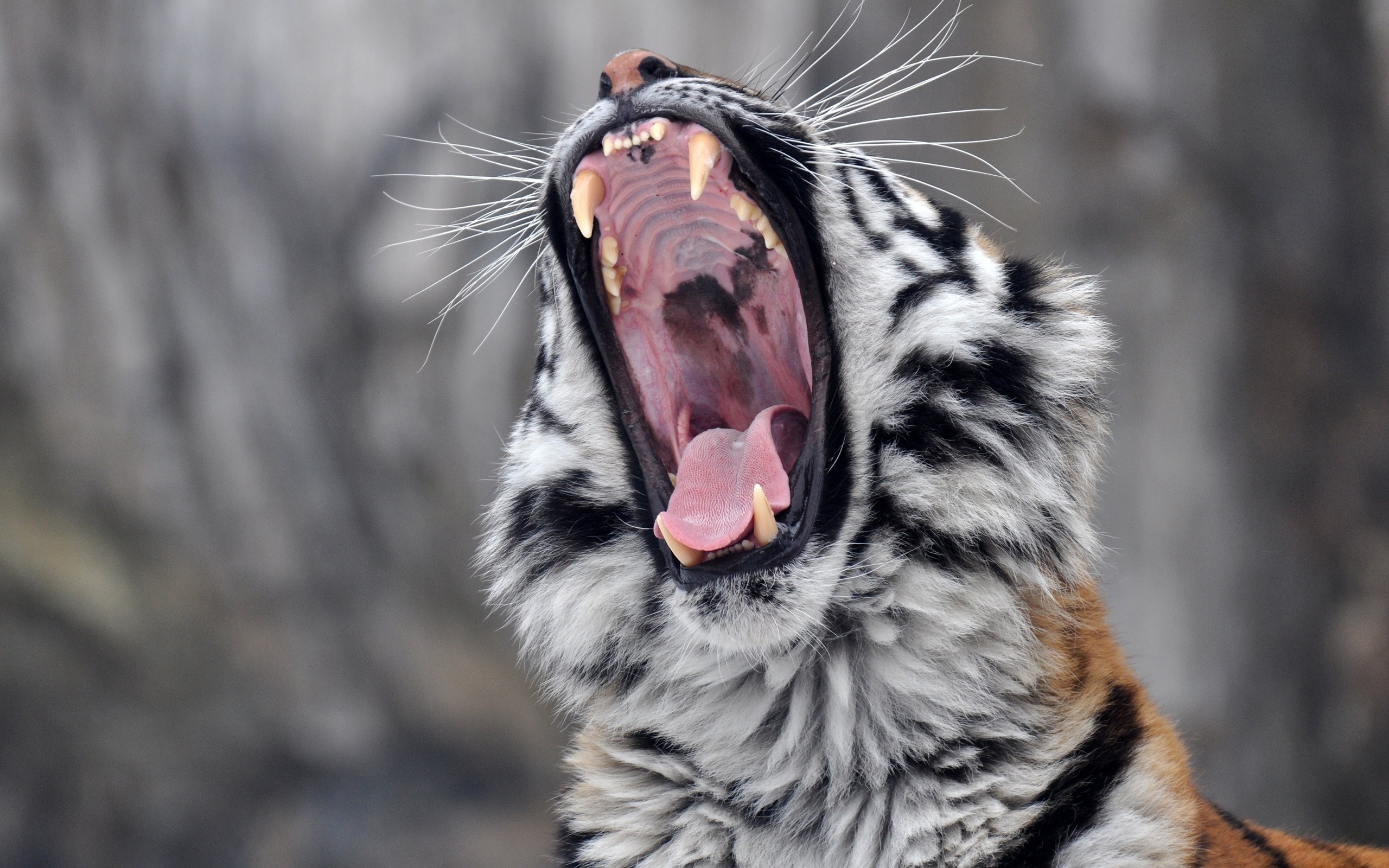 Tiger Roar Wallpaper Desktop