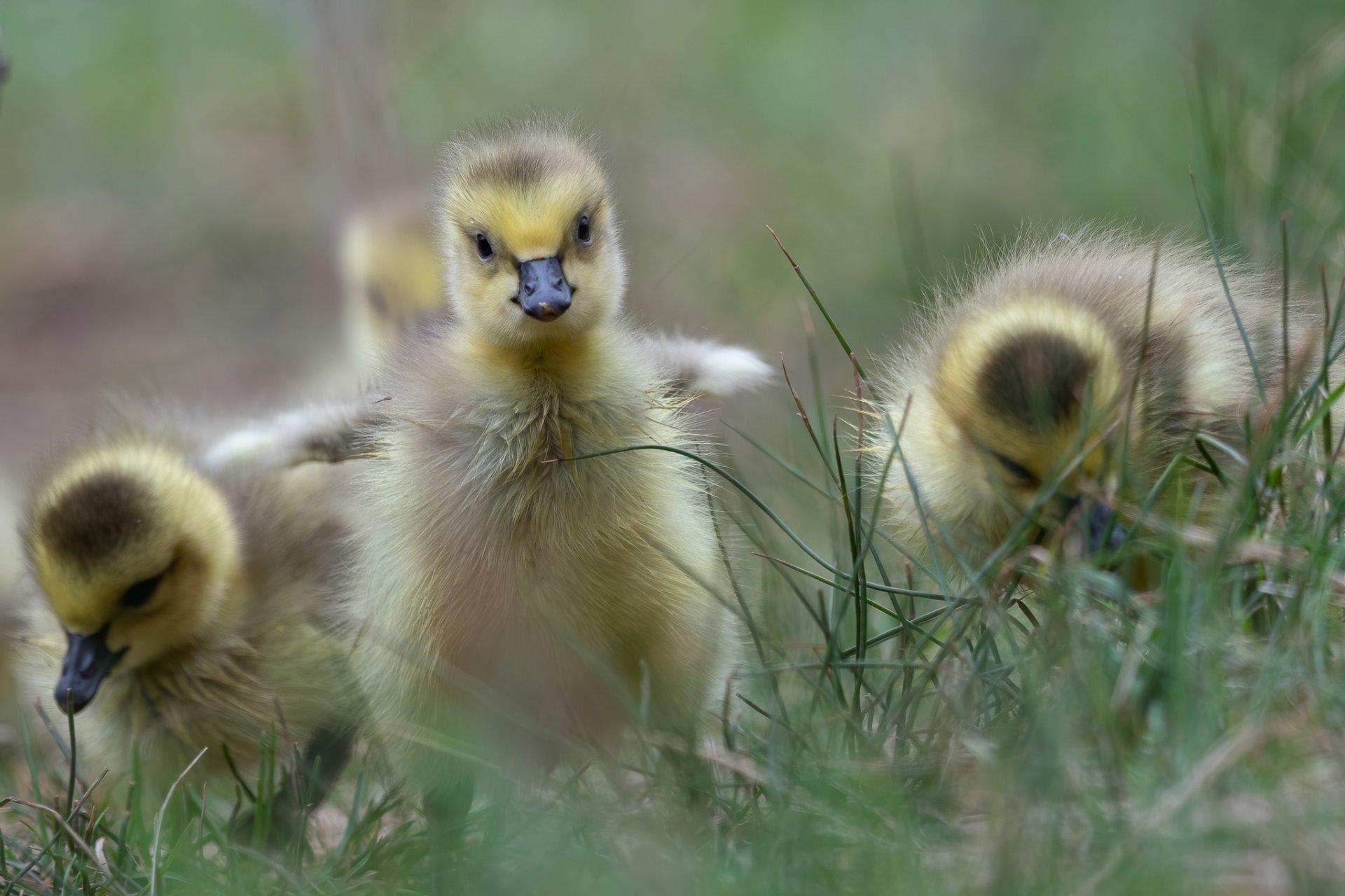 Download Baby Animal Chick Animal Duck HD Wallpaper