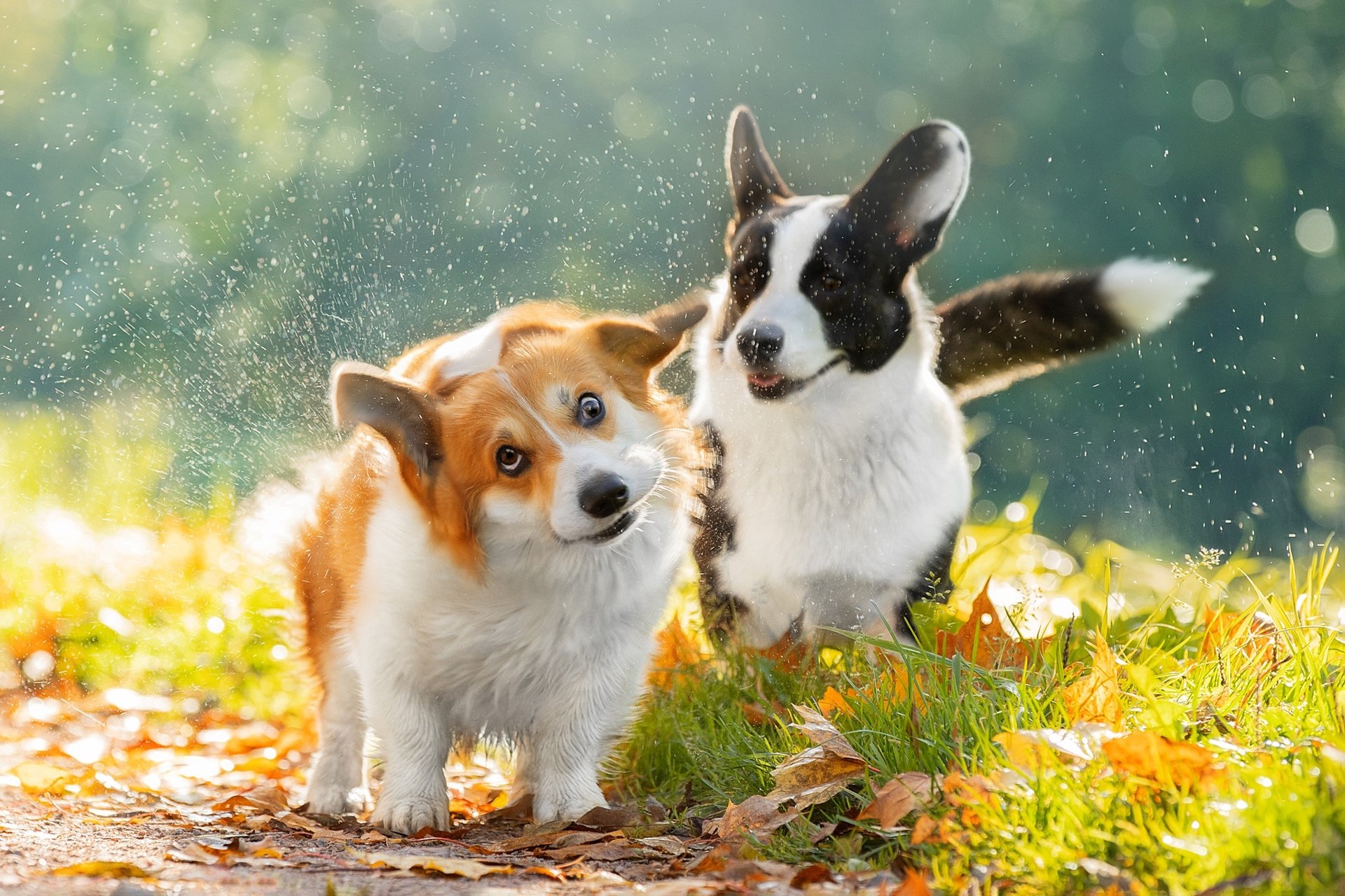 Animal Corgi HD Wallpaper by Svetlana Pisareva