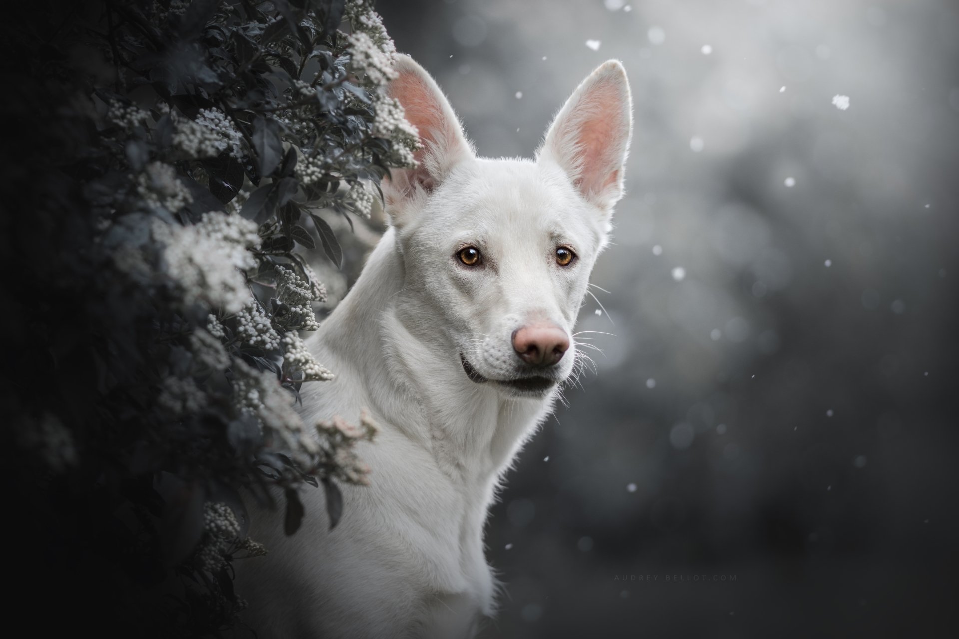 Download Dog Animal White Shepherd 4k Ultra HD Wallpaper