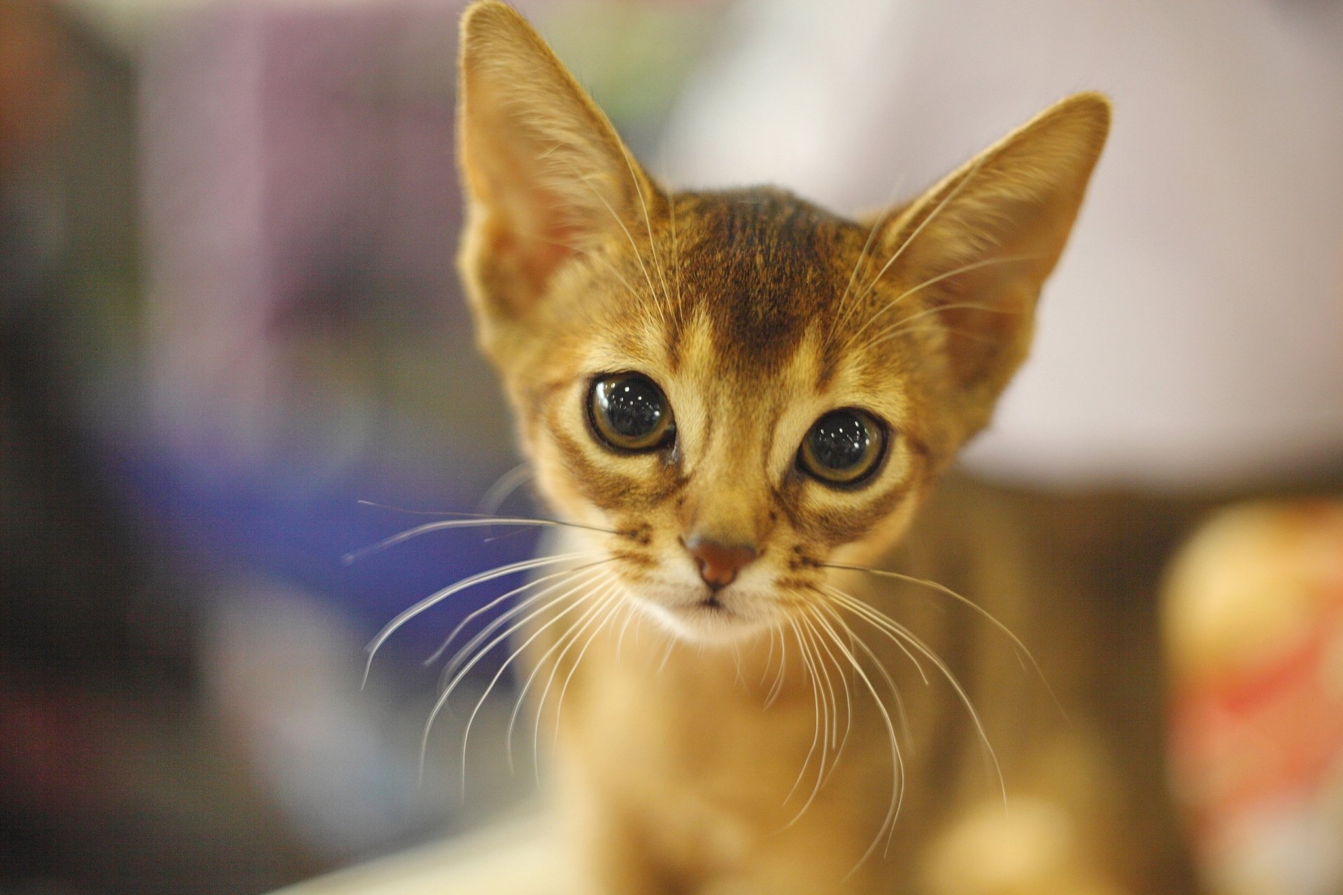 Download Kitten Abyssinian Cat Animal Cat HD Wallpaper