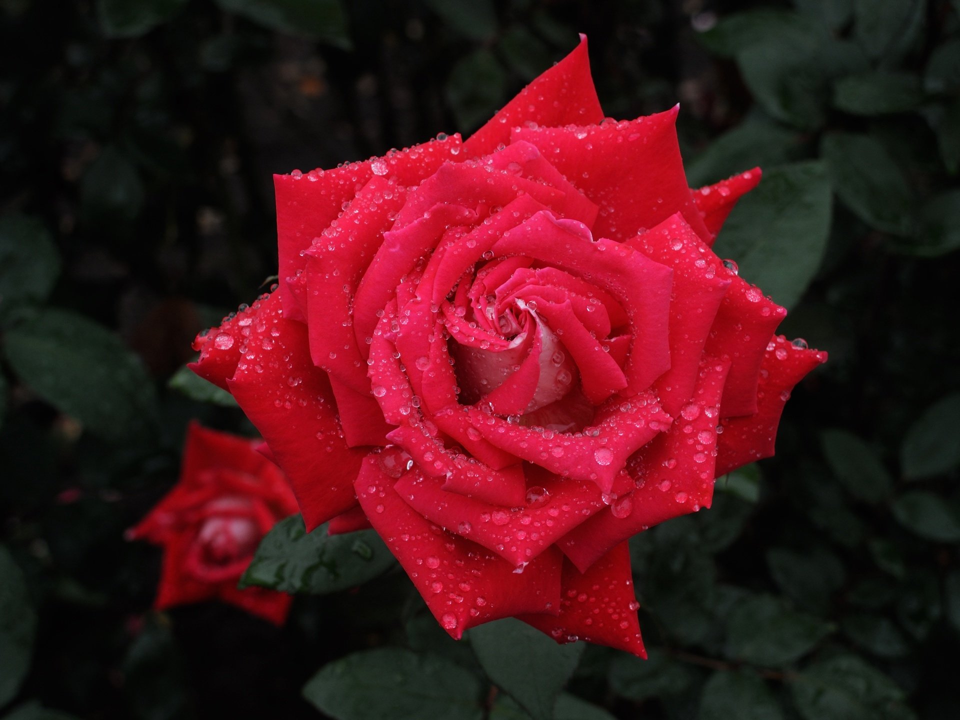 Download Flower Macro Water Drop Nature Rose HD Wallpaper | 1920x1440 ...