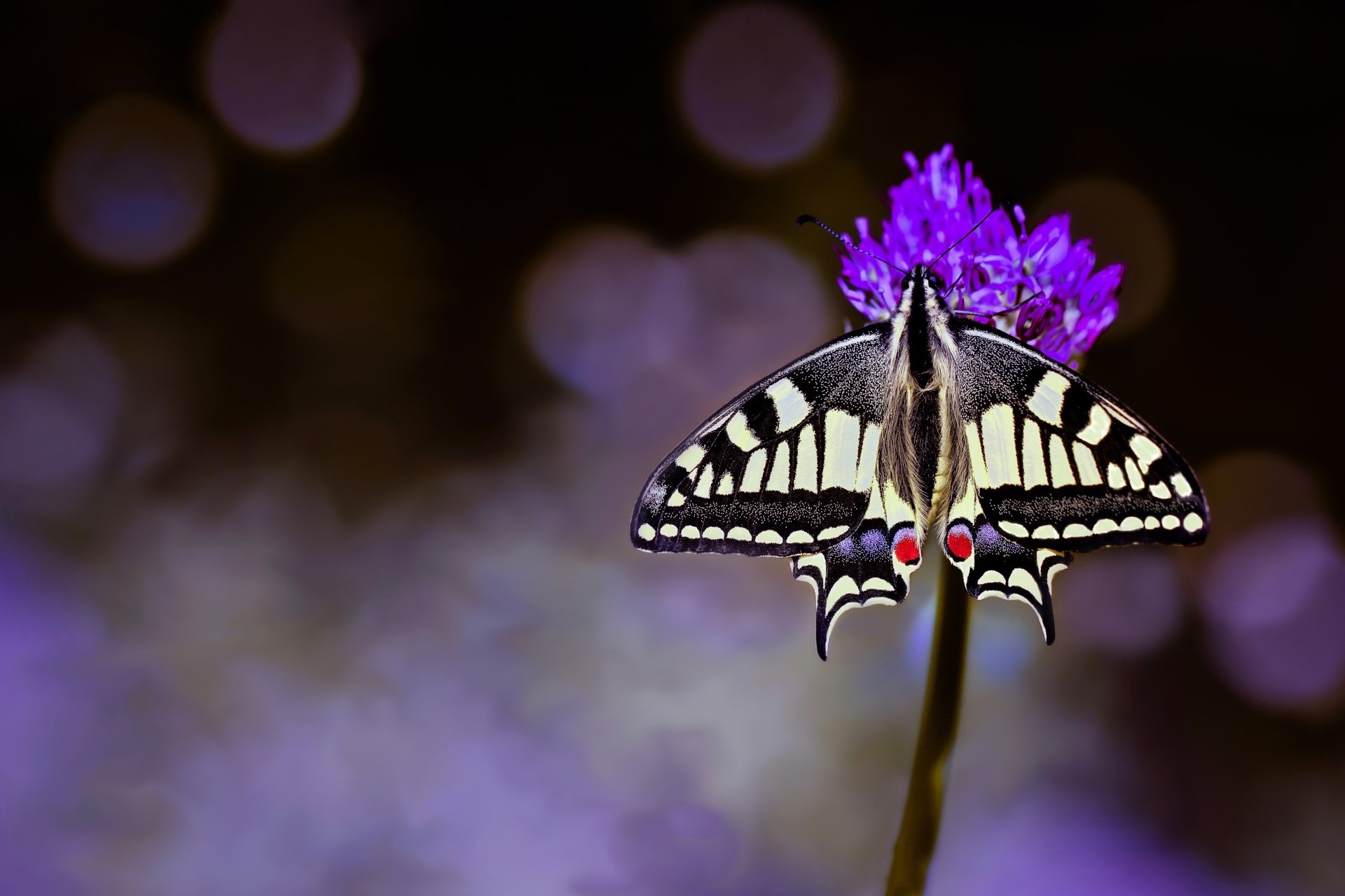 Download Insect Butterfly Macro Flower Animal Swallowtail Butterfly 4k Ultra HD Wallpaper