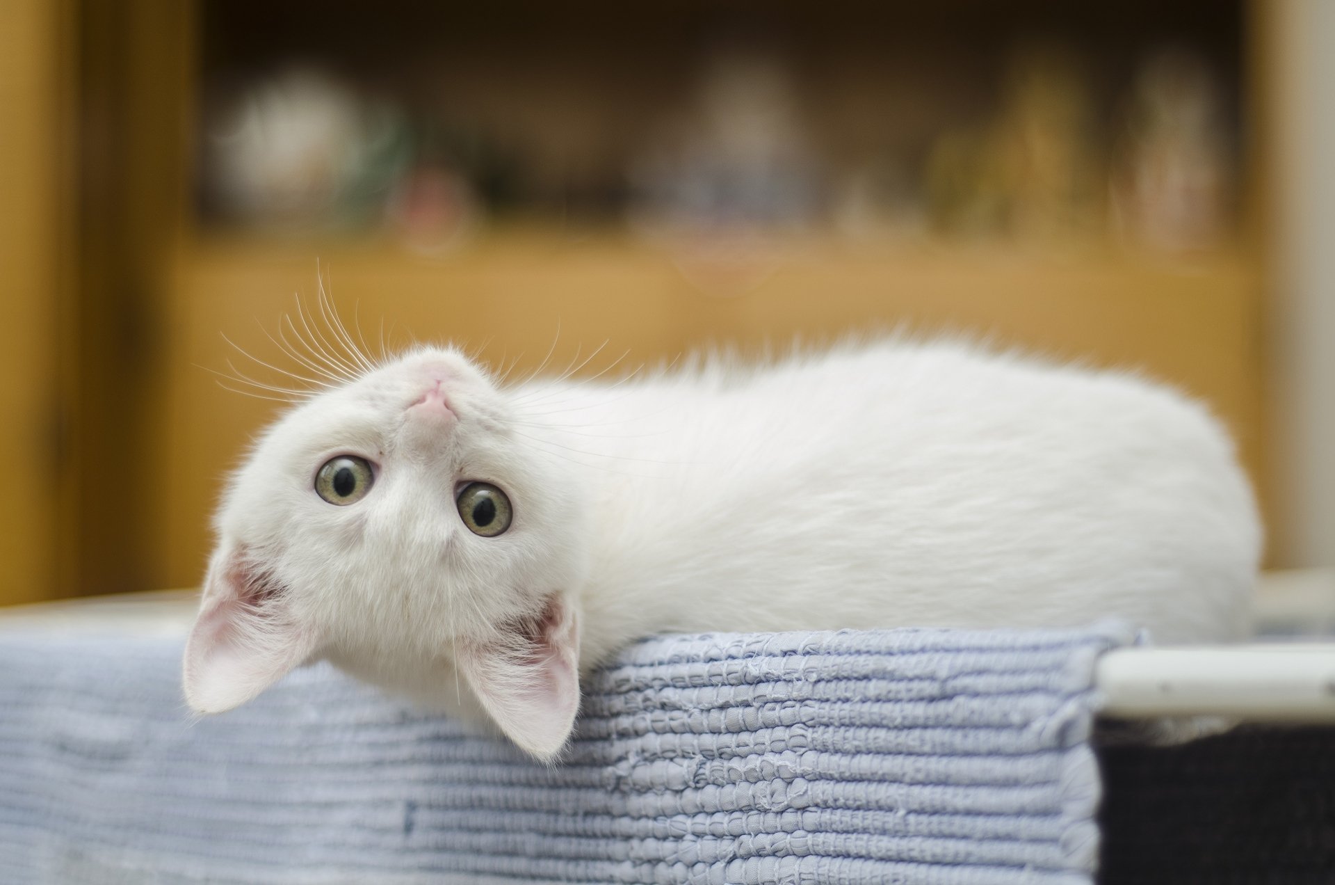 4K Ultra HD Adorable Kitten: Playful Baby Cat Delight | 3840x2543 ...