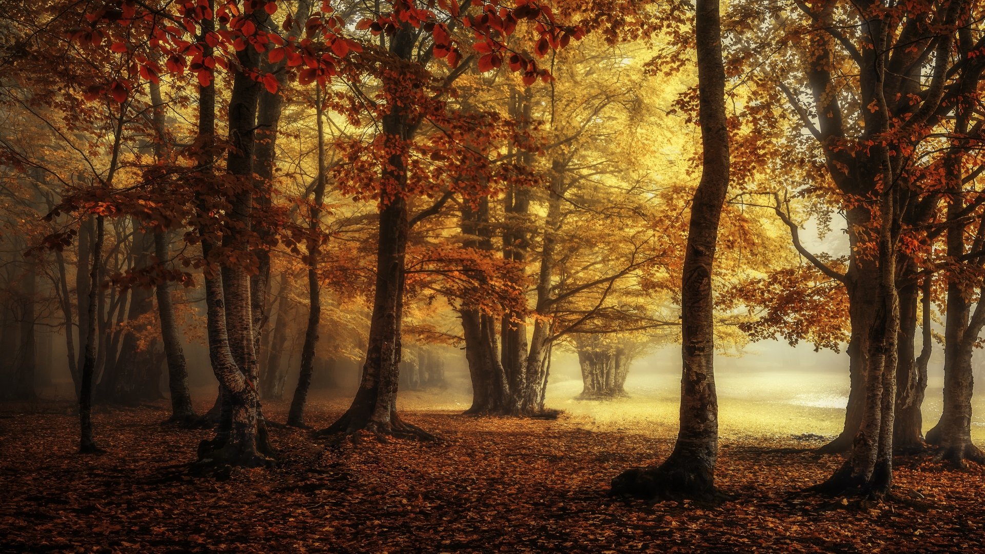 4K Ultra HD PC wallpaper: foggy fall forest with tall trees, golden leaves carpeting the ground and soft light filtering through a misty nature scene.