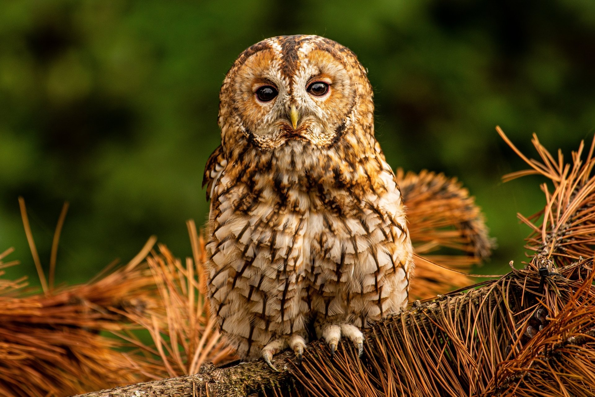 Download Bird Animal Owl 4k Ultra HD Wallpaper