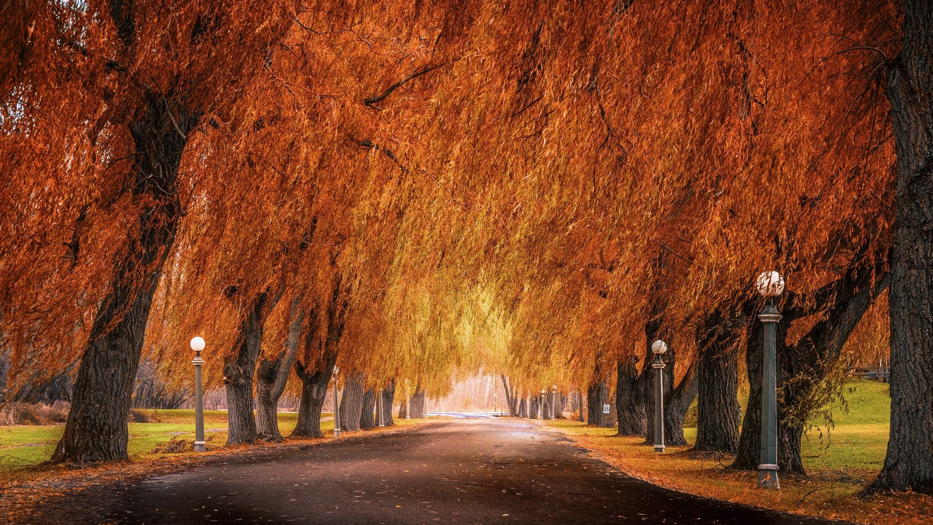 4K Ultra HD desktop wallpaper of a park road lined with trees showcasing vibrant fall foliage and classic lampposts under a golden autumn canopy.