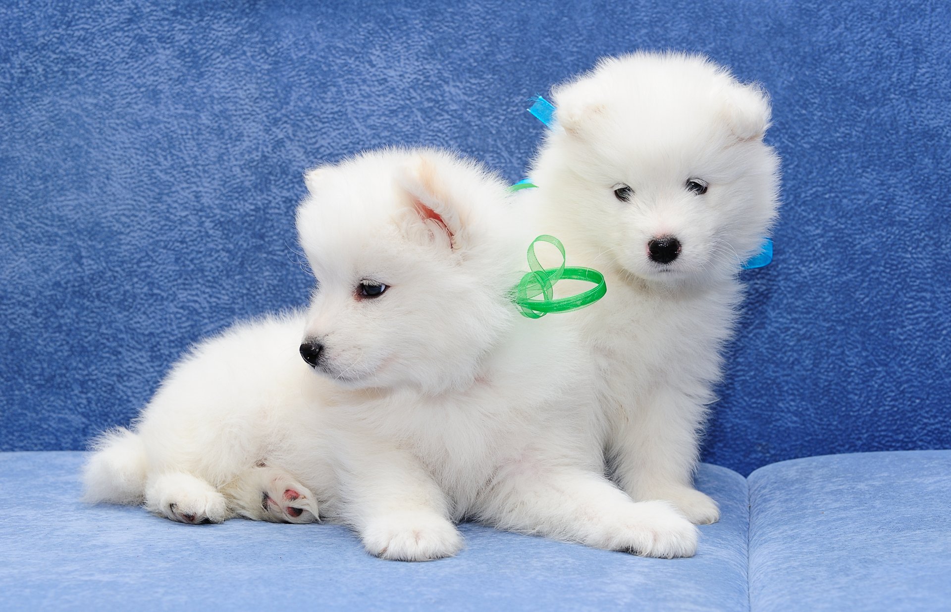 Download Puppy Dog Animal Samoyed 4k Ultra HD Wallpaper