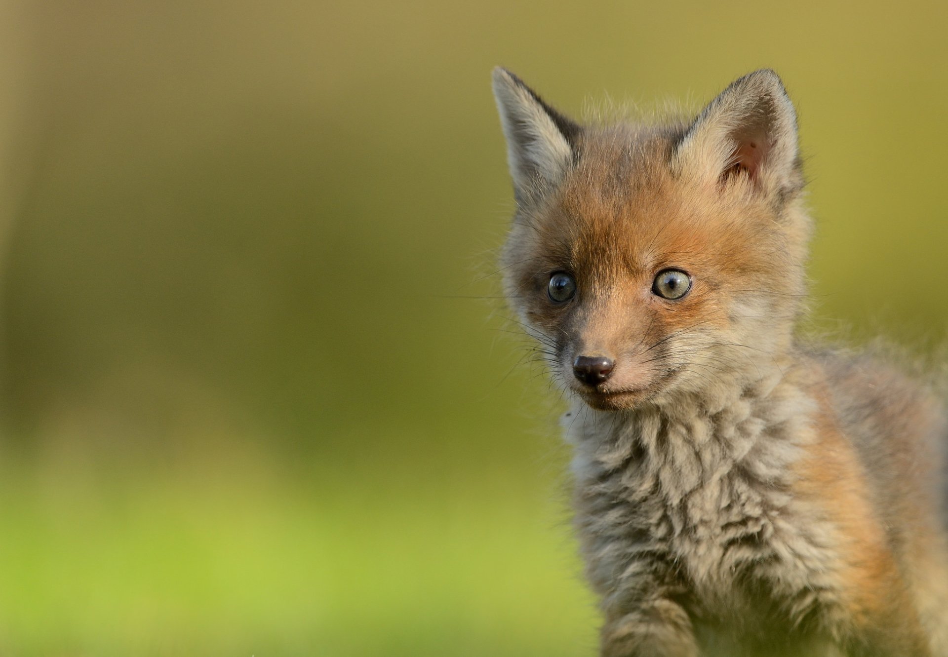 Animal Fox HD Wallpaper