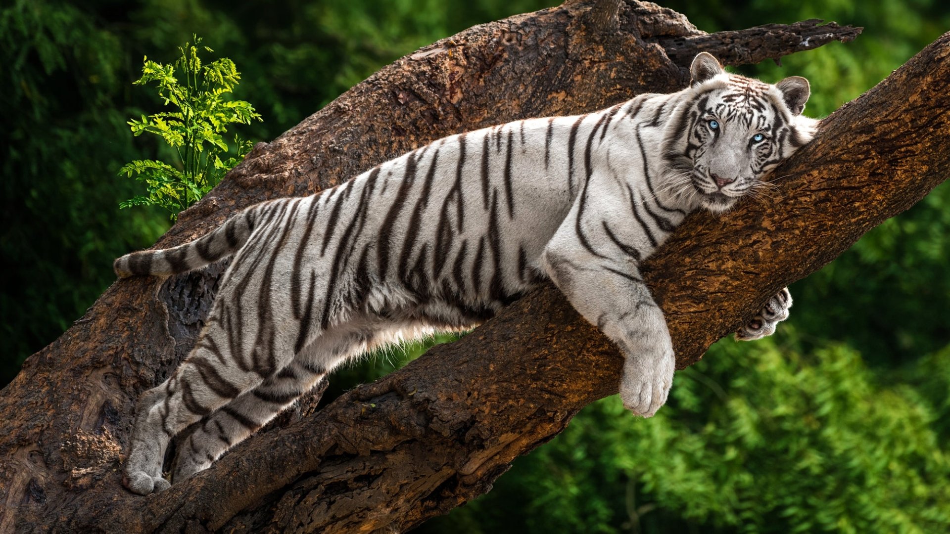 Download Animal White Tiger HD Wallpaper by sunil