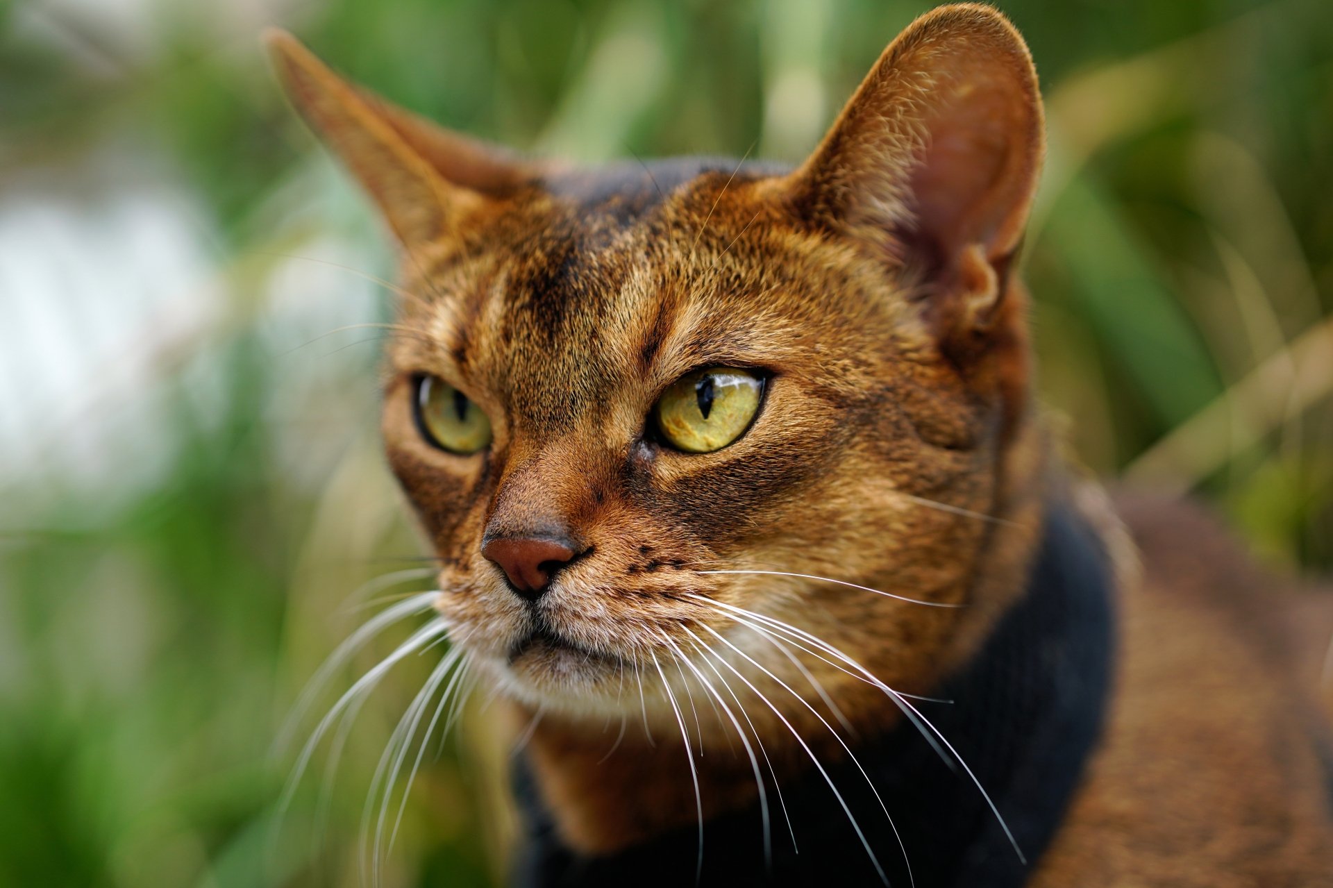 Download Muzzle Abyssinian Cat Animal Cat 4k Ultra HD Wallpaper