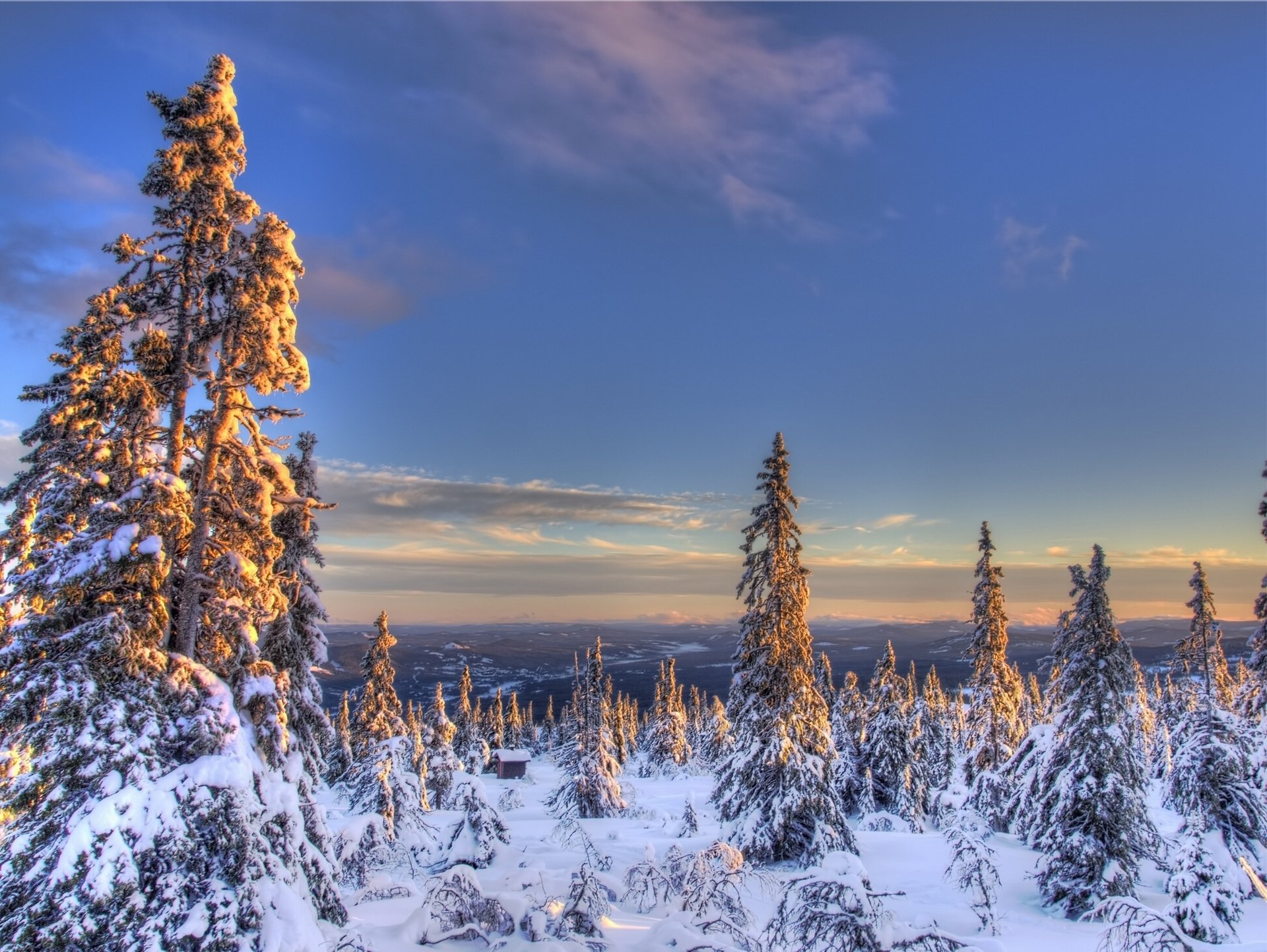 Download Norway Spruce Snow Nature Winter HD Wallpaper