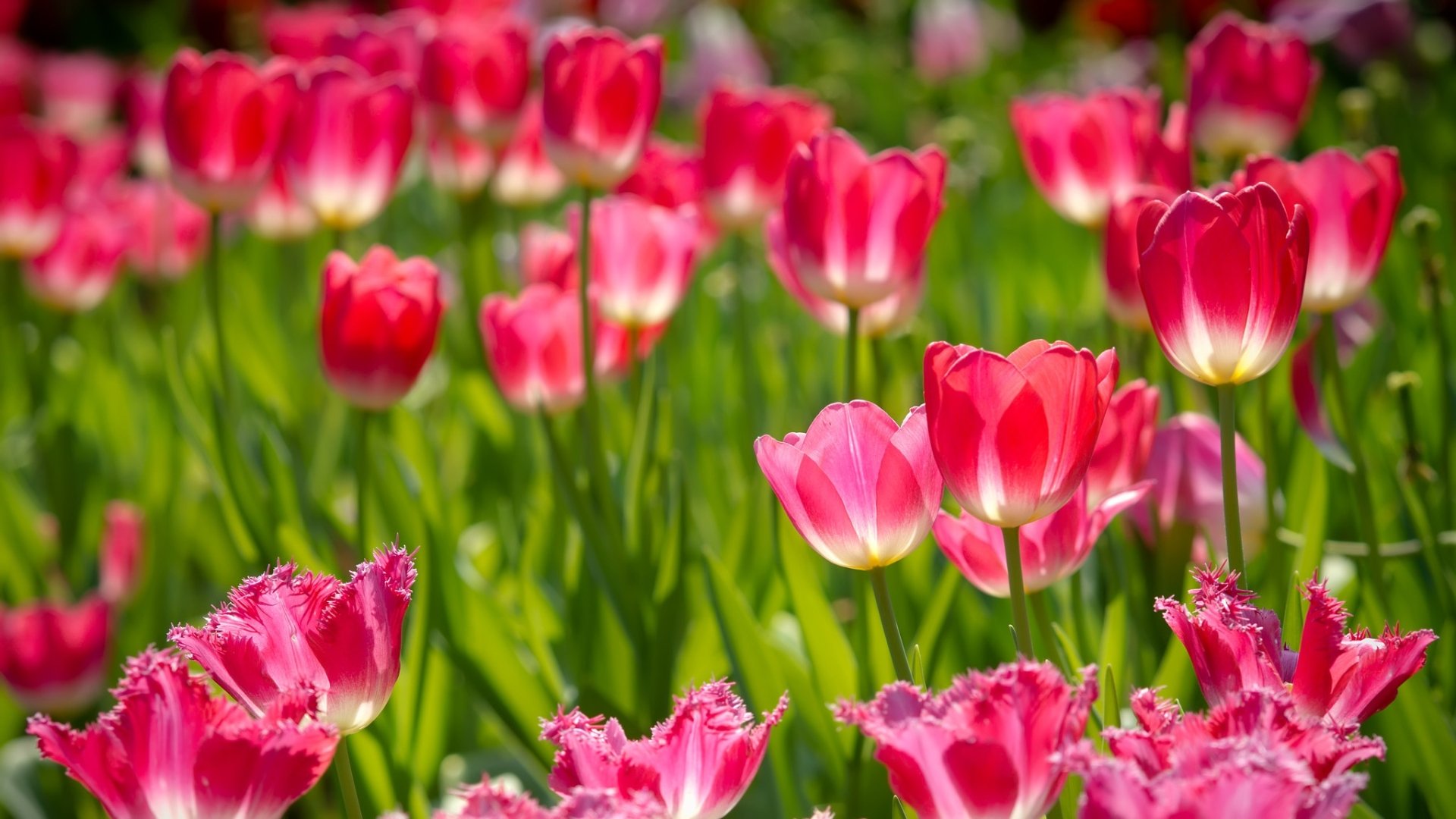 Download Bud Pink Flower Nature Tulip HD Wallpaper