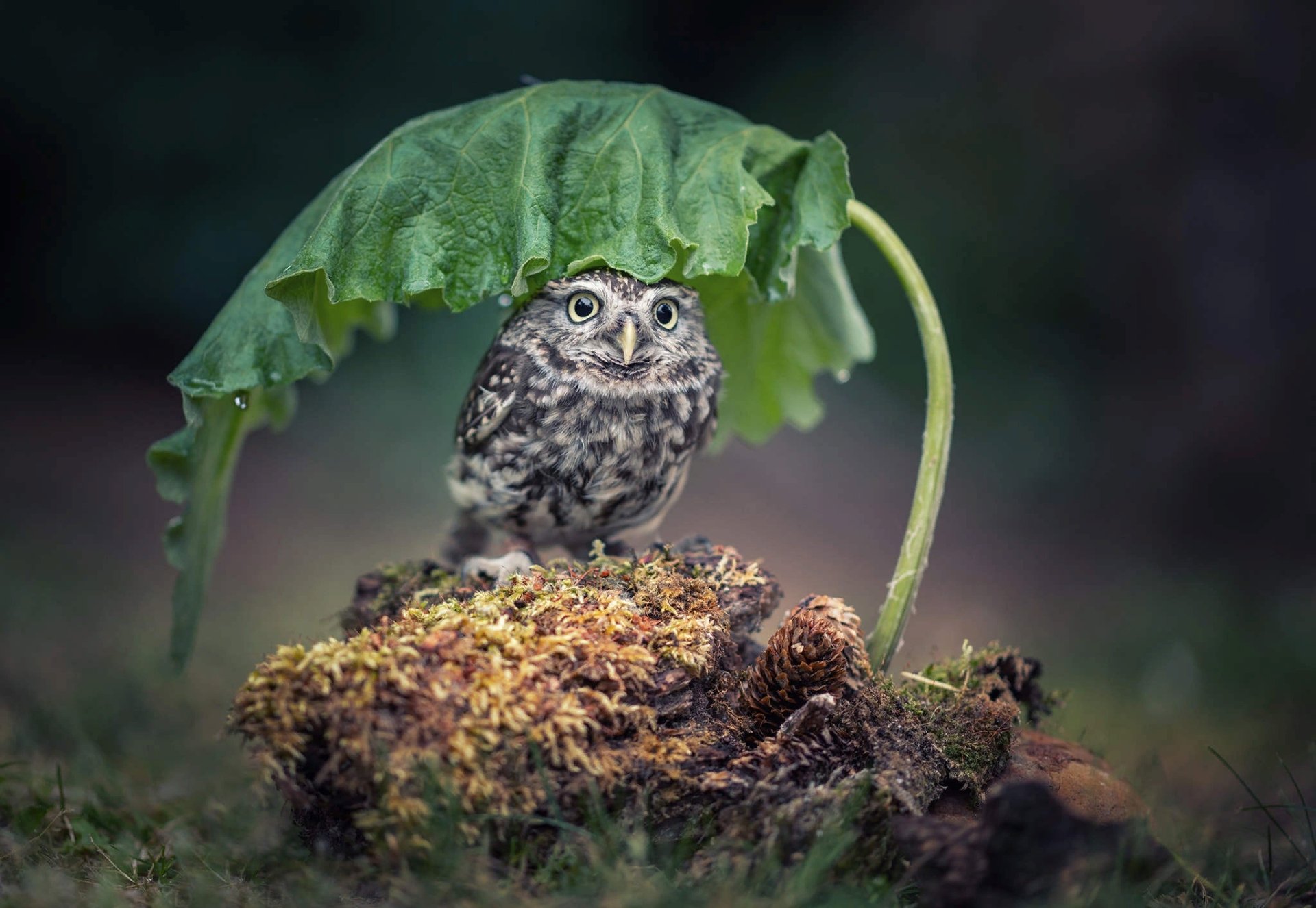 HD desktop wallpaper featuring an owl perched under a large leaf, providing a natural, serene background with vivid detail.