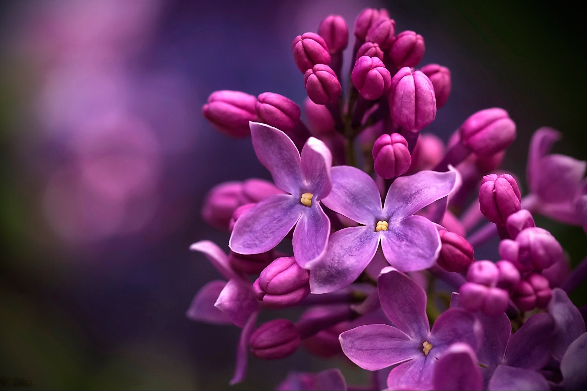 Download Blur Blossom Macro Nature Lilac HD Wallpaper by Alexander