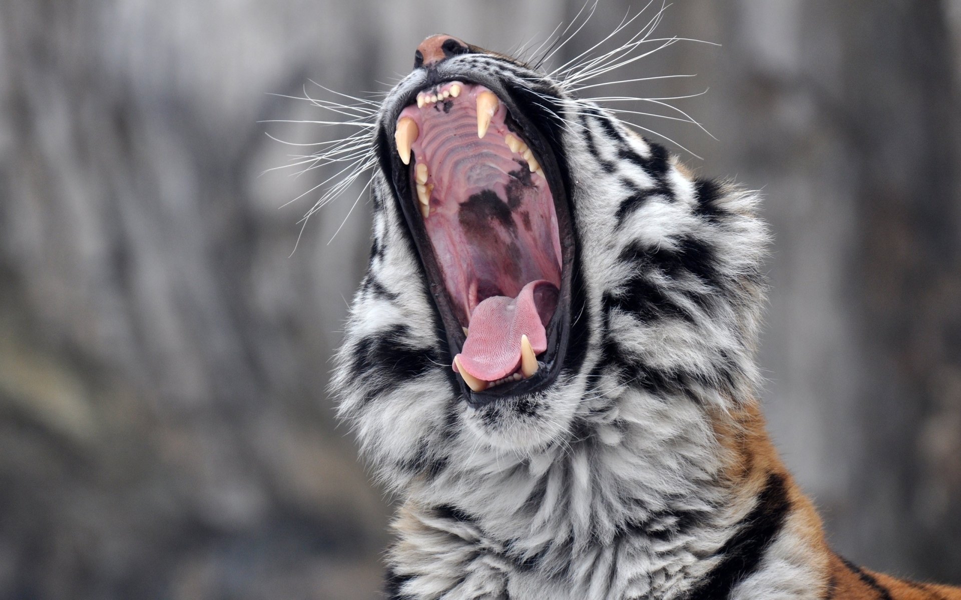 Download Close-up Roar Animal Tiger HD Wallpaper