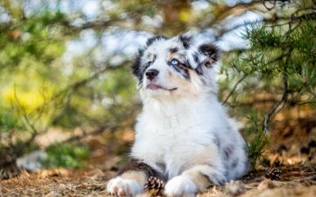 Download Australian Shepherd Puppy Dog Animal Pfp