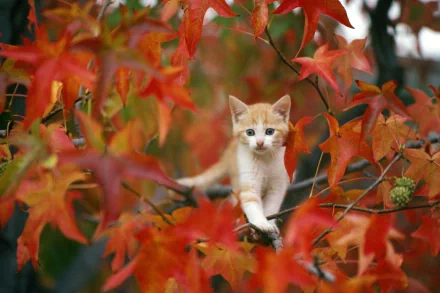 HD wallpaper featuring a ginger kitten perched among vibrant fall leaves. The baby animal's curious expression adds charm to the autumn background.