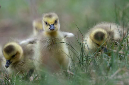 baby animal chick Animal duck HD Desktop Wallpaper | Background Image