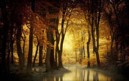 HD PC desktop wallpaper featuring a serene forest in fall, with tall trees and golden leaves reflecting over a calm, narrow river.