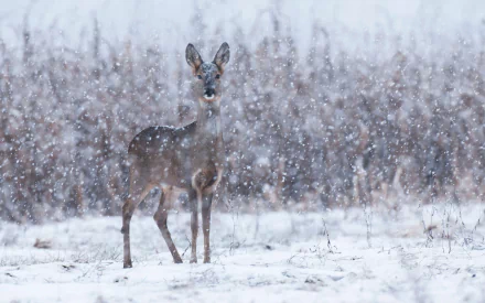 roe deer winter snow Animal deer winter animals HD Desktop Wallpaper | Background Image