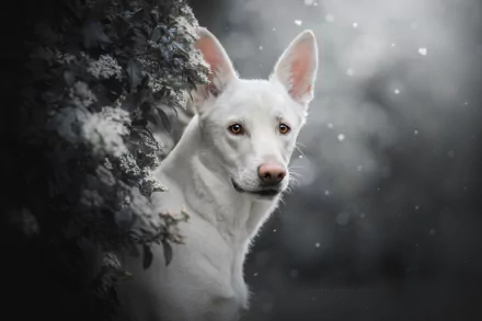 dog Animal White Shepherd HD Desktop Wallpaper | Background Image