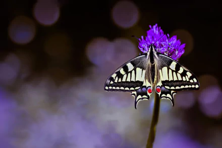 insect butterfly macro flower Animal swallowtail butterfly HD Desktop Wallpaper | Background Image
