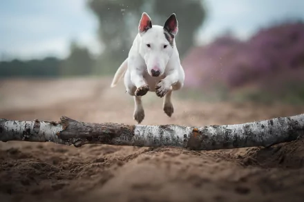 dog Animal bull terrier HD Desktop Wallpaper | Background Image