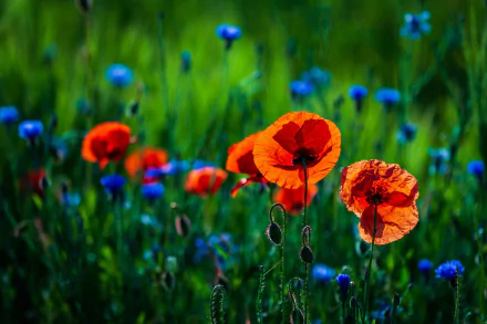 cornflower red flower flower nature poppy HD Desktop Wallpaper | Background Image
