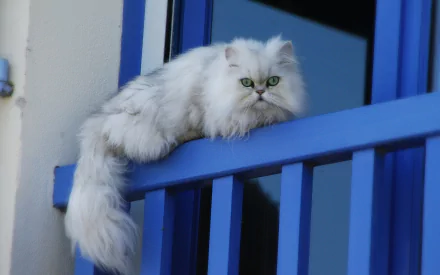cat fluffy Animal persian cat HD Desktop Wallpaper | Background Image