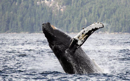 whale Alaska water Animal humpback whale HD Desktop Wallpaper | Background Image