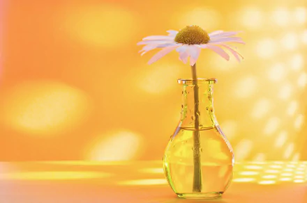 chamomile vase man made flower HD Desktop Wallpaper | Background Image