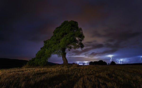 Photography Lightning Night Tree Field Nature HD Wallpaper | Background Image